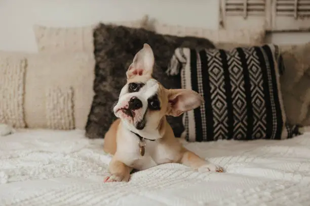 A french english bulldog puppy, four months old, looking up at the camera as he lays on a cozy bed.