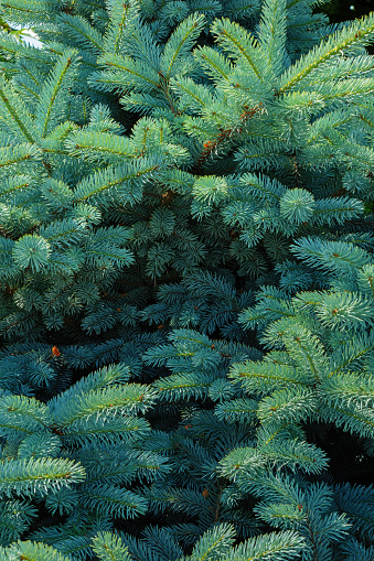 Blue spruce background. Natural branches of an evergreen tree close-up