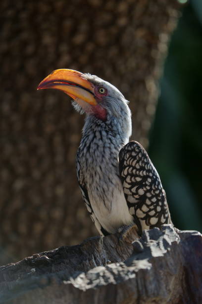 istock Yellow billed Hornbill with spotted wings sitting perched on a branch 1503437981