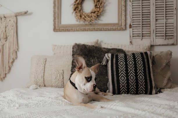 istock Bulldog Puppy on Bed 1503439826
