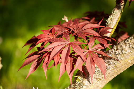 autumnal Japanese red maple leaves with sunlight in the morning.