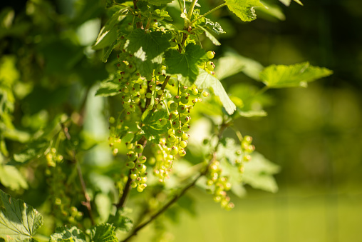 Green currant, currant bush, ripening currant fruit on the bush, green view with background and fruit, bush with fruit, bio fruit