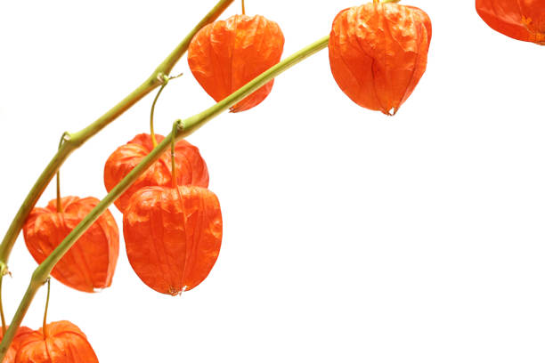 istock Chinese lantern plant isolated on a white background. 1503445450