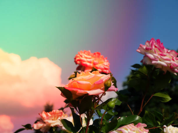 2 colors white and pink Rosa Peace in bloom. Rosa 'Gloria Dei'