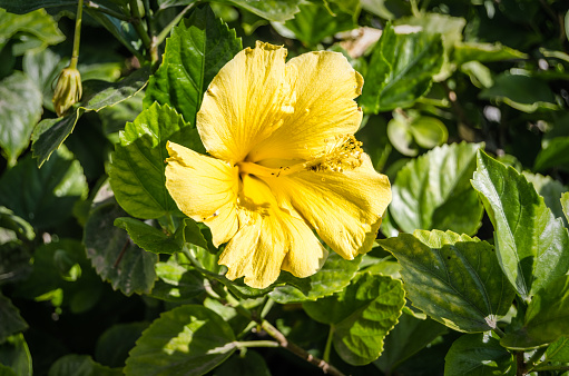 A red and yellow hibiscus flower.  Also know as Chinese hibiscus or Rosemallows.  Botanical name: Hibiscus rosa-sinensis.