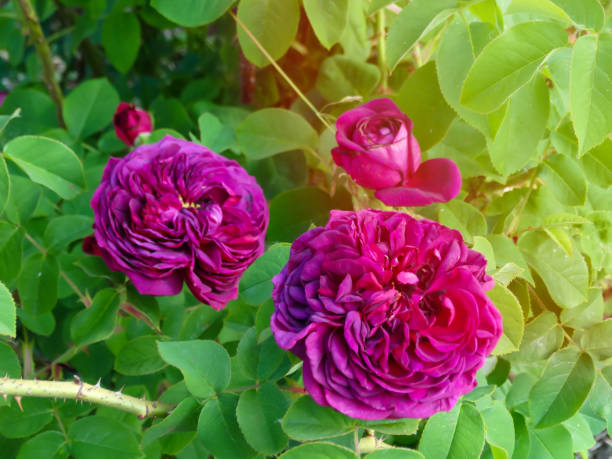 Closeup of morning dew covered flower of Rose 'Munstead Wood' Ausbernard backlit in morning light in English cottage garden border. Rose purple lodge. Falstaff rose austin. Ebb tide floribunda rose. primer plano de la flor cubierta de rocío de la mañana de rose 'munstead wood' ausbernard retroiluminada a la luz de la mañana en el borde del jardín de la cabaña inglesa. cabaña rosa púrpura. la marea baja floribunda se levantó. falstaff se levant