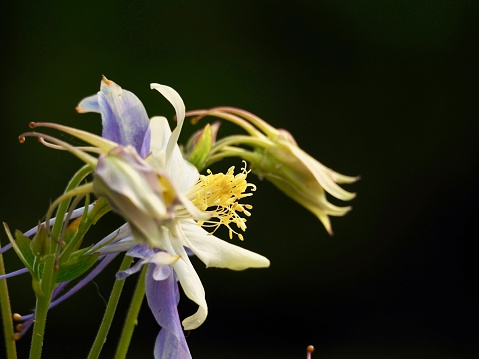 State flower of Colorado, Columbine, wild.
OLYMPUS DIGITAL CAMERA