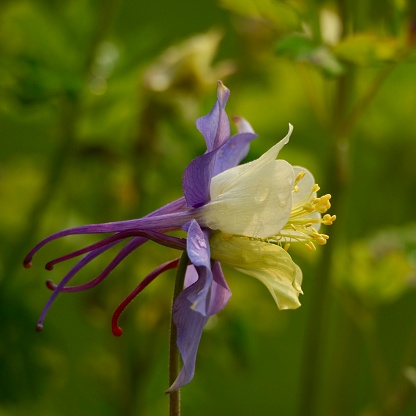 State flower of Colorado, Columbine, wild.
OLYMPUS DIGITAL CAMERA