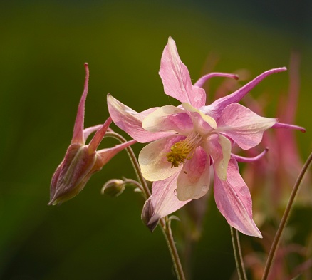 Aquilegia formosa, the crimson columbine, western columbine, or (ambiguously) red columbine, is a common wildflower native to western North America, from Alaska to Baja California, and eastward to Montana and Wyoming. Ranunculaceae.