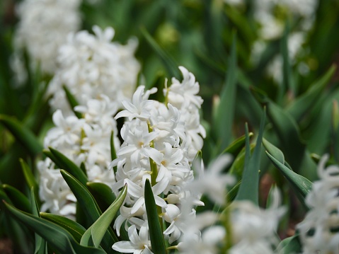 White Hyacinth bulbs blooming in Spring.\nOLYMPUS DIGITAL CAMERA