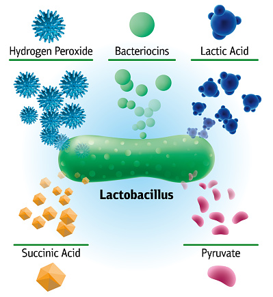 Chemical elements produced by lactobacillus, vector medical illustration. Diagram of bioactive composition of bacteria, peroxide, lactic acid, succinic acid, bacteriocins and other elements