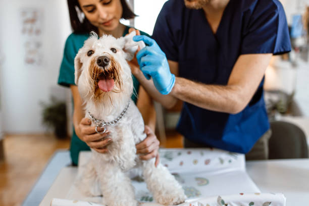 istock Cute schnauzer dog at veterinary clinic 1503480976