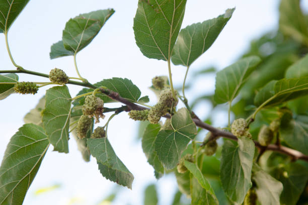 die früchte des maulbeerbaums - mulberry bush stock-fotos und bilder