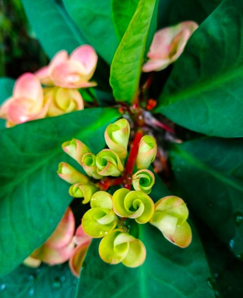 istock Crown-of-thorn flowers 1503484259