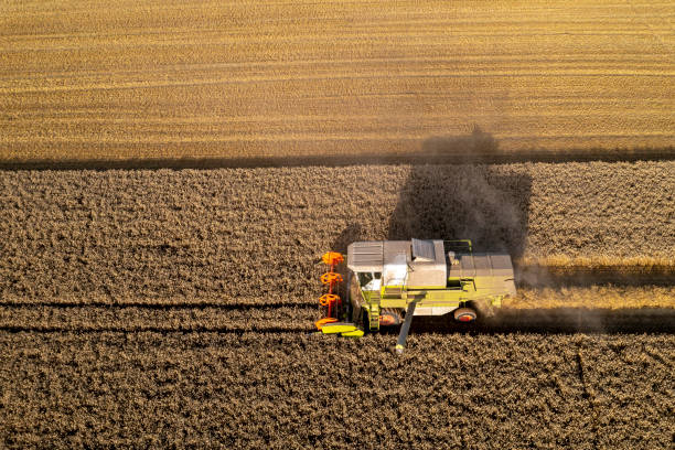 istock Grain field and combine harvester from above 1503484874