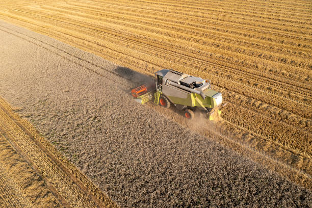 istock Combine Harvester on grain field, aerial view 1503487285