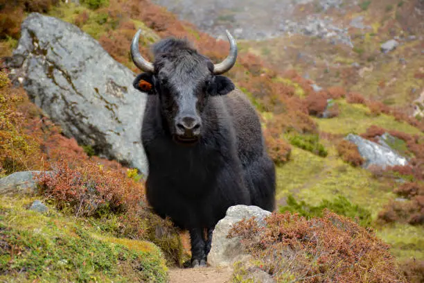 Black yak standing on the track in the himalayan mountains, Nepal