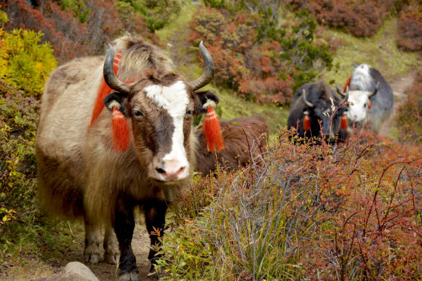 istock Several yaks passing to the pasture in the himalayan mountains 1503487652