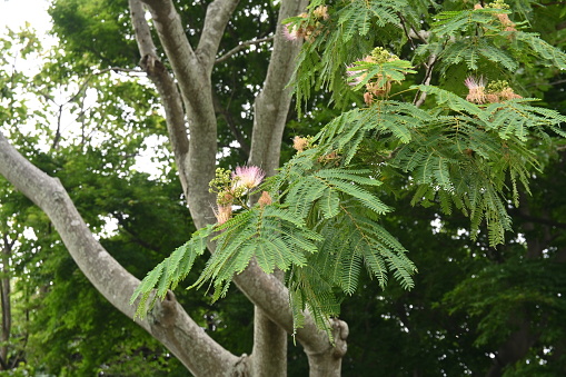 Silk tree flowers. Light pink flowers bloom in the summer, and the leaves close at night to induce sleep.