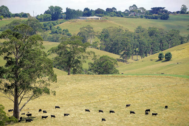 istock Kurumburra,  Victoria,  Australia 1503489828