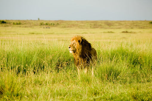 Lion at sunset in Kenya