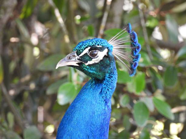 istock Peacock (Pavo cristatus) male - portrait - profile 1503490395