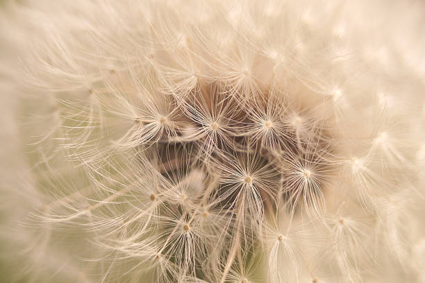 istock fluffy dandelion seeds close-up 1503492659