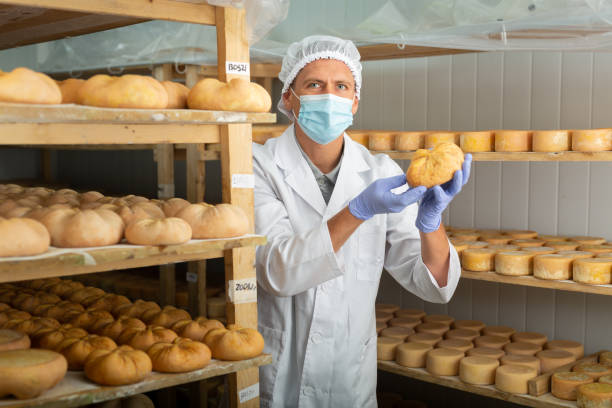 Cheesemaker checking aging process of goat cheese in maturing chamber