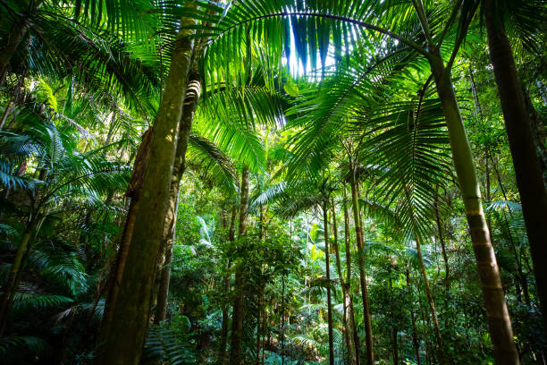 istock beautiful path leading through dense ancient rainforest in D'Aguilar National Park, plants in rainforest. Brisbane, Quensland, Australia 1503500176