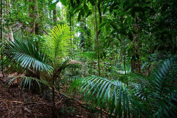 istock beautiful path/boardwalk leading through dense ancient rainforest in D'Aguilar National Park, plants in rainforest. Brisbane, Quensland, Australia 1503504429