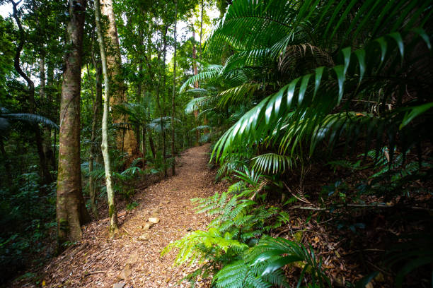 istock beautiful path/boardwalk leading through dense ancient rainforest in D'Aguilar National Park, plants in rainforest. Brisbane, Quensland, Australia 1503507266
