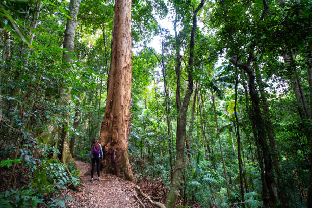 istock Beautiful tall trees with massive wide trunks in subtropical and temperate australian gondwana rainforests; D'Aguilar National Park; Brisbane, Queensland, Australia 1503508297