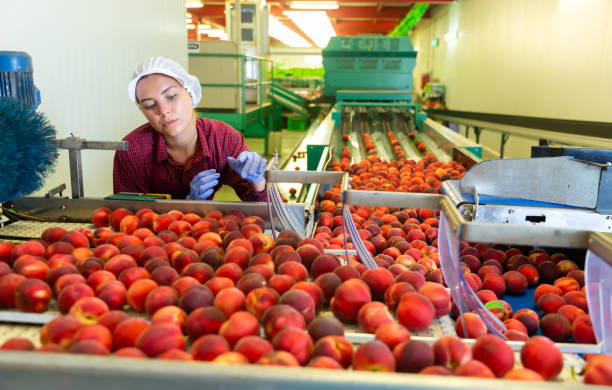 istock European woman sorting peaches 1503510468