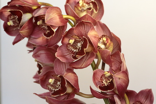 A bouquet of orchid flowers.