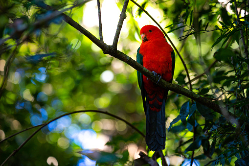 O'Reilly's Rainforest Retreat is perfect place for bird watching, you can see here plenty of rare and amazing birds including colorful parrots.