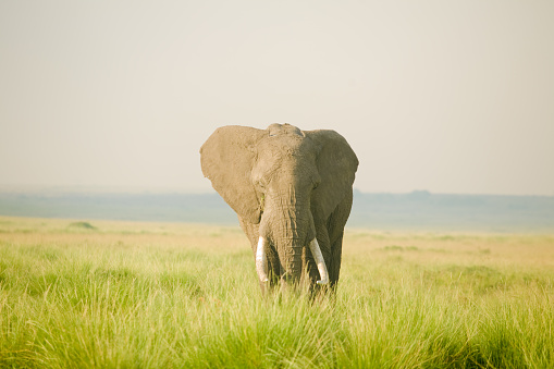 Elephant on African Plain in Kenya
