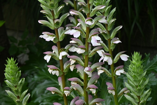 Acanthus flowers. Acanthaceae evergreen perennial plants native to the Mediterranean coast. The contrast between purple calyx and white flowers beautifully accentuates the early summer flower bed.