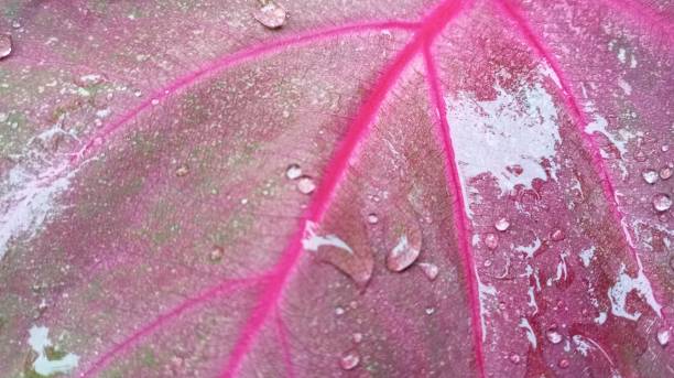 istock Water Droplets On Red Taro Leaf 1503527887