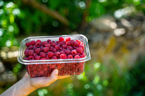 Raspberry harvest. Seasonal work.