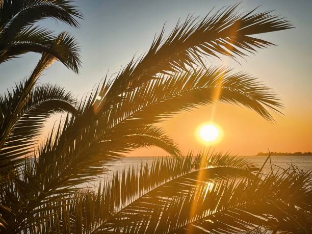 istock holiday palm trees and sunset over ocean 1503534151