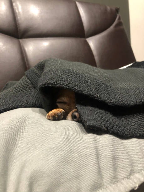 istock Little dog sleeps and peeps under the blanket 1503534784