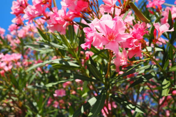 Oleander, Nerium oleander Apocynaceae, is a poisonous shrub. It is commonly used in gardens because of its pink colored flowers. Coast of Herceg Novi, Montenegro. Adriatic Sea Mediterranean