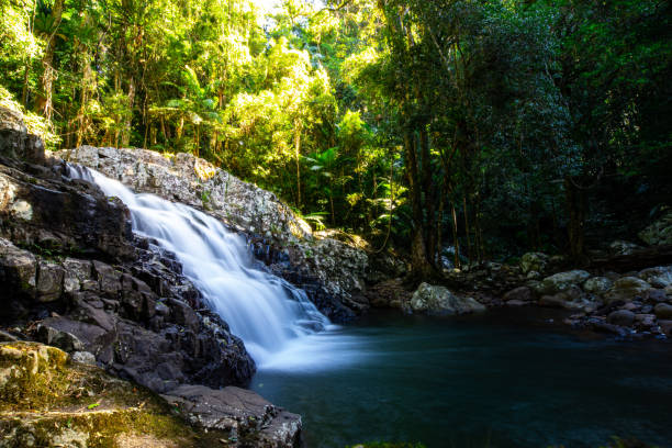 istock tropical waterfall surrounded by lush vegetation in springbrook national park, warrie circuit in gondwana rainforest near gold coast, queensland, australia 1503547427
