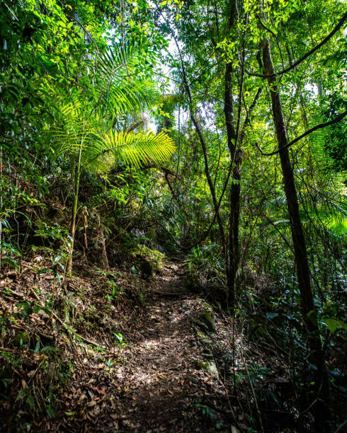 istock a path through dense tropical rainforest in springbrook national park near gold coast, queensland, australia; warrie circuit trail, hiking in dense tropical jungle with unique vegetation 1503548087