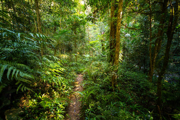 istock a path through dense tropical rainforest in springbrook national park near gold coast, queensland, australia; warrie circuit trail, hiking in dense tropical jungle with unique vegetation 1503548111