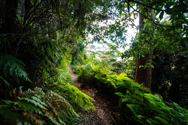 istock a path through dense tropical rainforest in springbrook national park near gold coast, queensland, australia; warrie circuit trail, hiking in dense tropical jungle with unique vegetation 1503548301