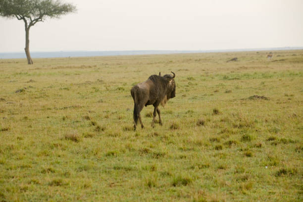 Gnoe in amboseli nationaal park Kenia