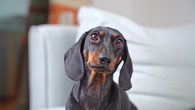 Domestic dachshund wanting to leave room looks around