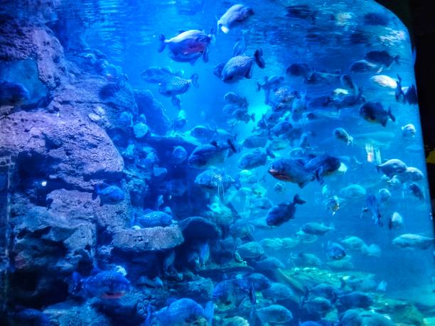 istock photo of piranha fish 1503563572