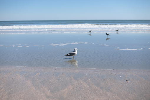 Group of seagulls by the water's edge